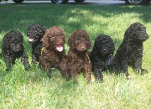 StandardPoodlePuppiesBaltimore